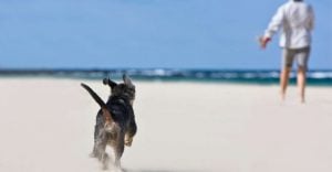Dream of a Dog Chasing Me – All You Need to Know