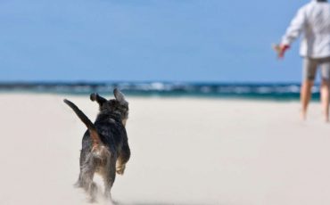 Dream of A Dog Chasing Me – Love Will Find Its Way In Your Life