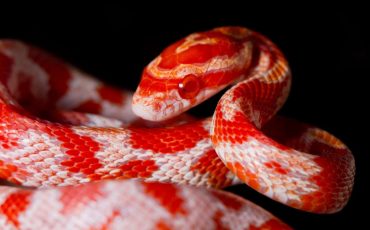 Dream Of A Red Snake – Hurdles On The Way Of Achieving Goals