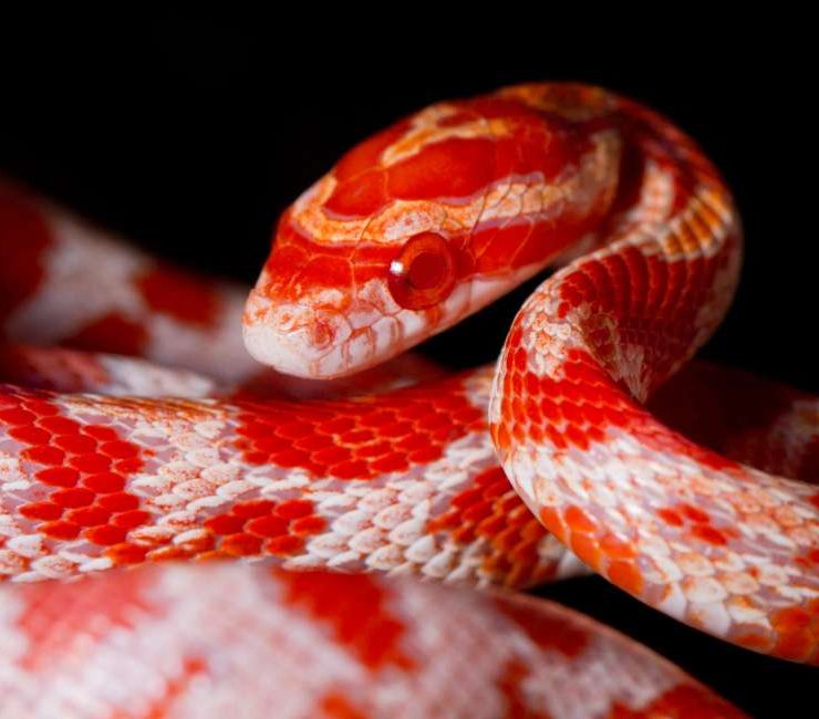 Dream of a Red Snake – 60 Types & their Interpretations