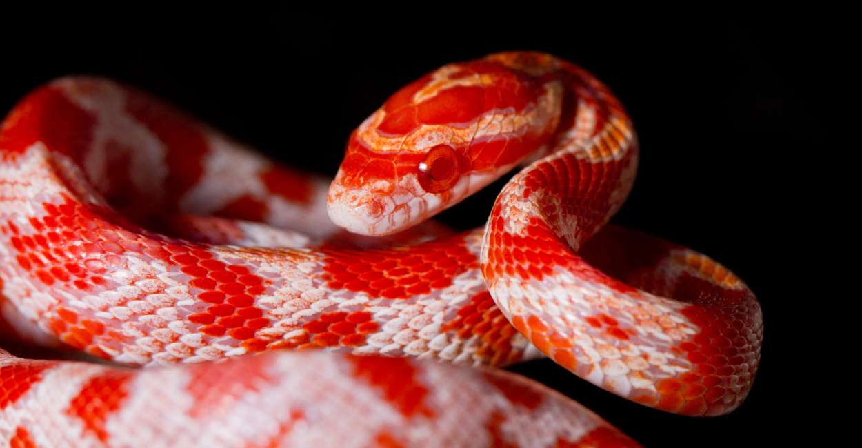 Dream Of A Red Snake – Hurdles On The Way Of Achieving Goals