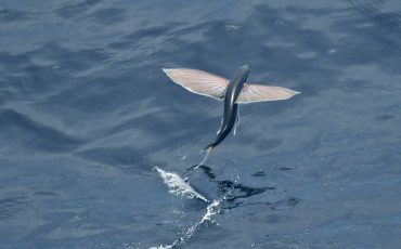 Dreaming about Flying Fish – Trust People & Luck Will Be On Your Side