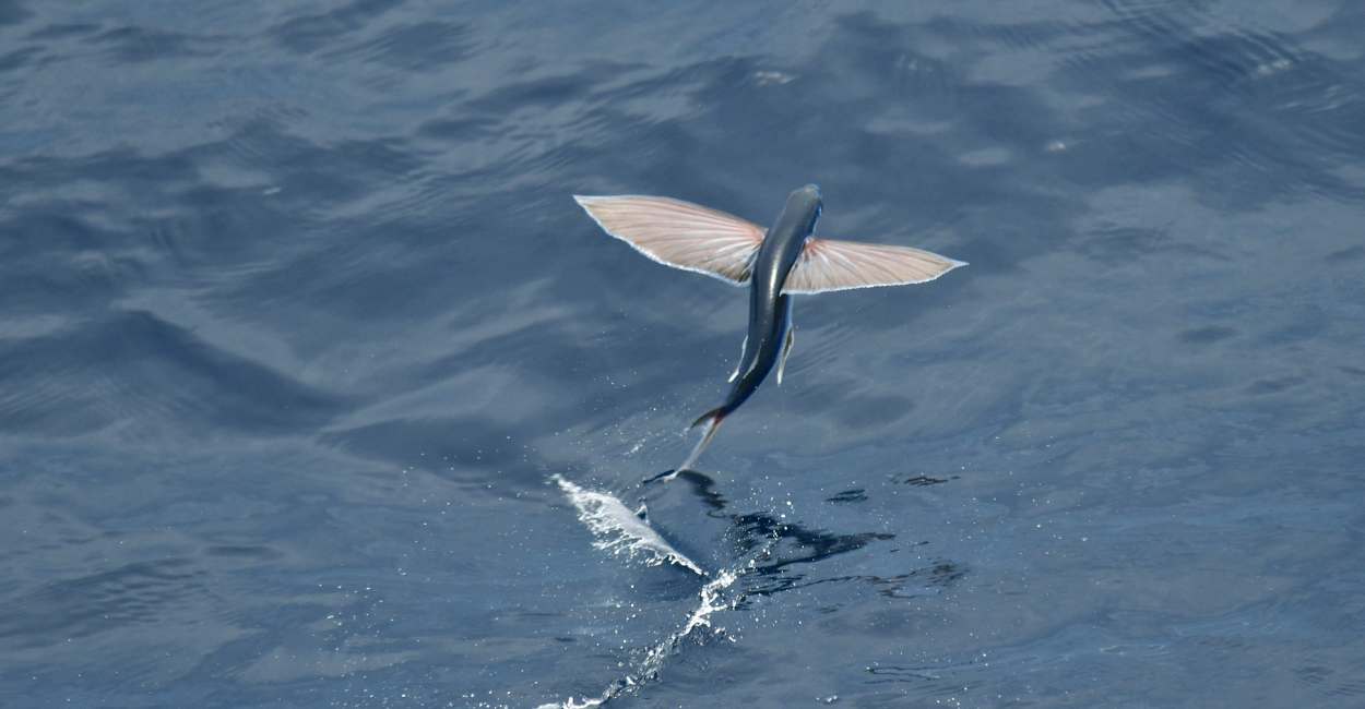 Dreaming about Flying Fish – 25 Scenarios & Their Interpretations