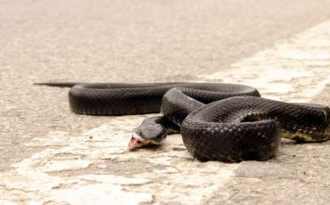 Dreaming about Killing A Snake – Stop Worrying About Your Life