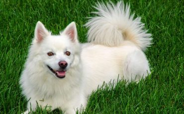 Dreaming of A White Dog Meaning – Does It Indicate That Good Fortune is Headed Your Way?