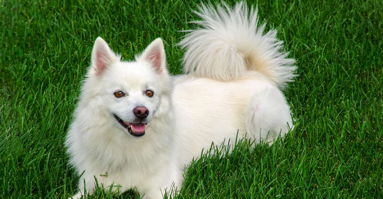 Dreaming of A White Dog Meaning – Does It Indicate That Good Fortune is Headed Your Way?