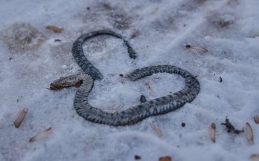 Dreaming of a Dead Snake – Does It Reveal or Showcase Your Hidden Potential?