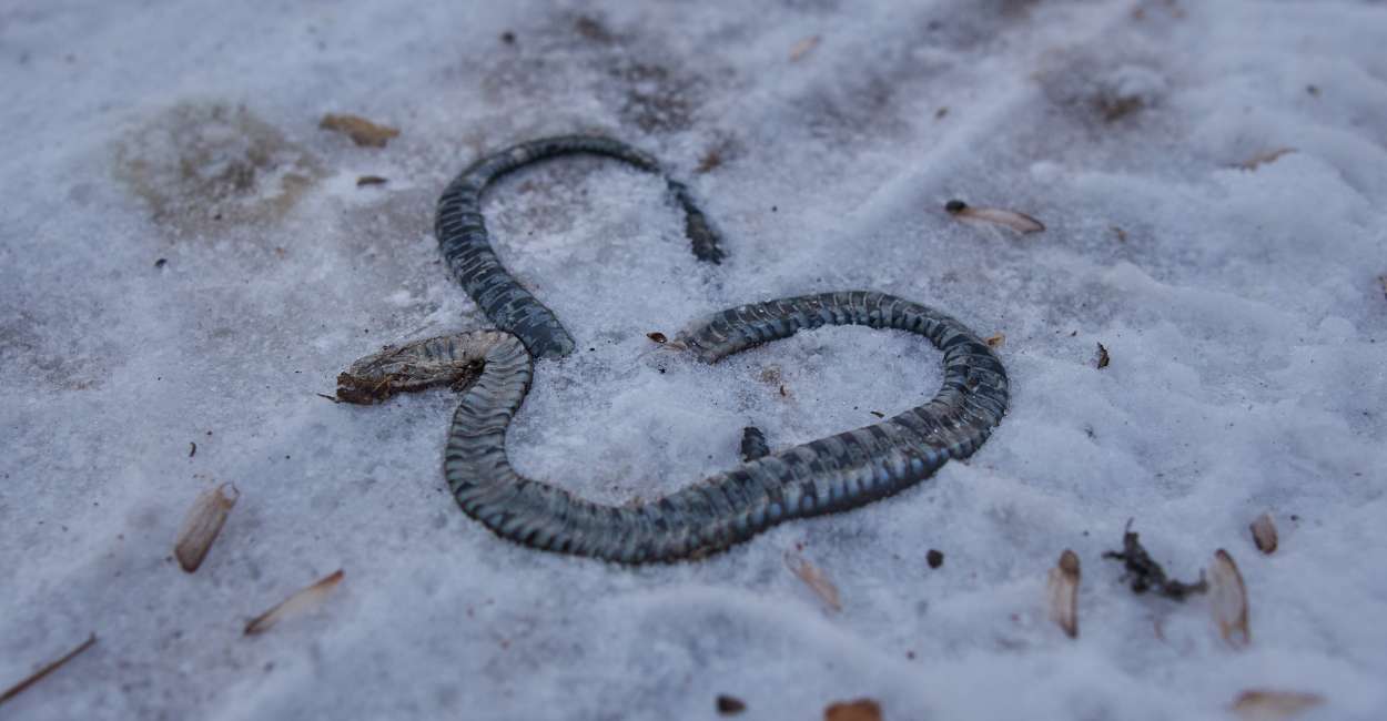 Dreaming of a Dead Snake – Does It Reveal or Showcase Your Hidden Potential?
