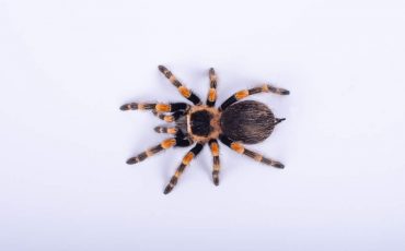 Dreams about Spiders Crawling on You – Your Dark Personality Is About To Get Exposed