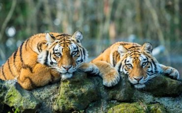 Friendly Tiger Dream Meaning – Does It Suggest That You Possess a Strong Personality?