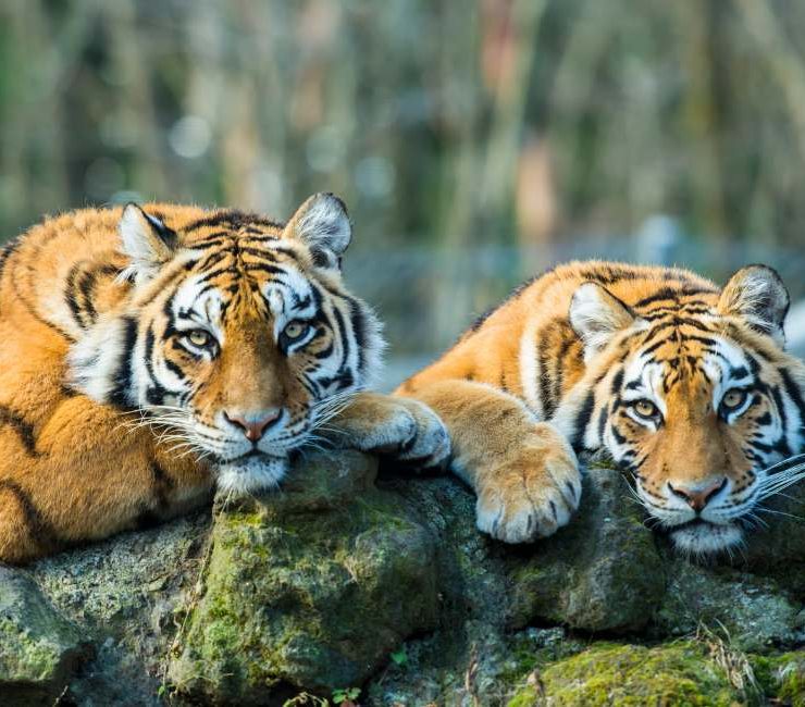 Friendly Tiger Dream Meaning – 10 Types & Their Meanings