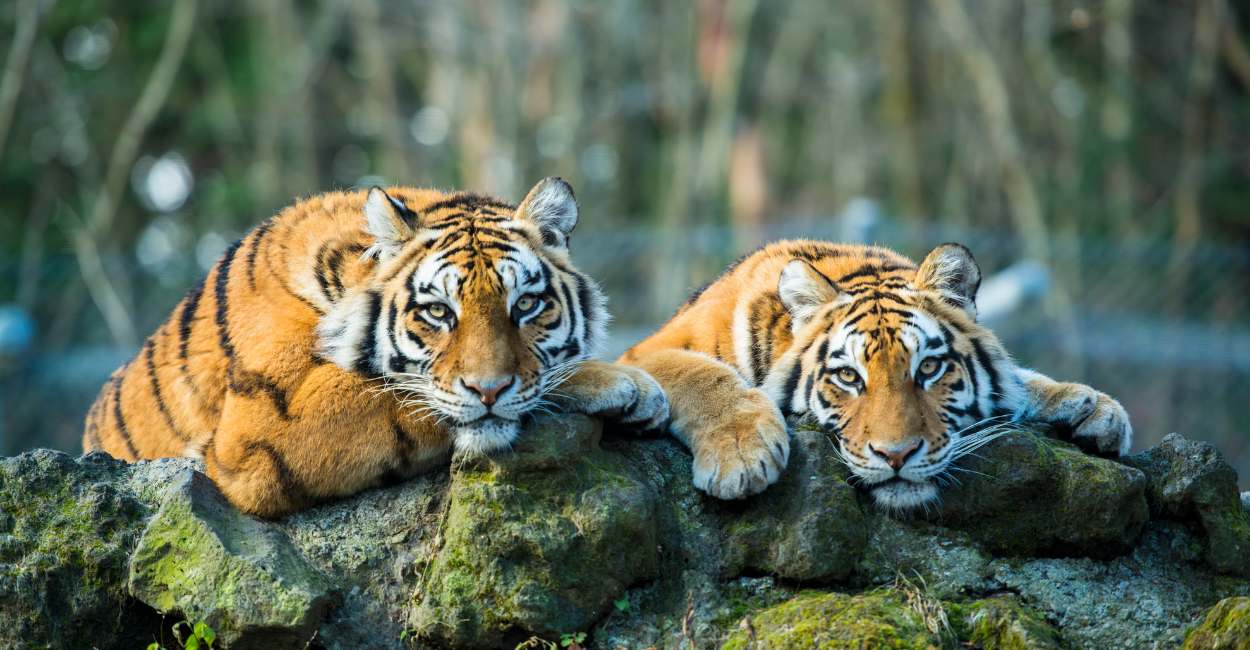 Friendly Tiger Dream Meaning – 10 Types & Their Meanings