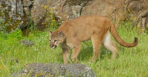 Mountain Lion in Dream – 30 Scenarios and Meanings