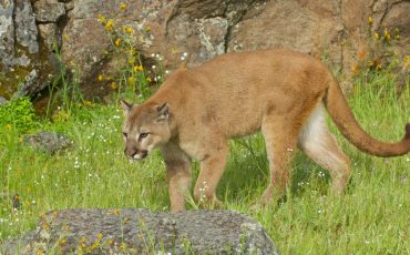 Mountain Lion in Dream – Tone Down Your Aggressive Side