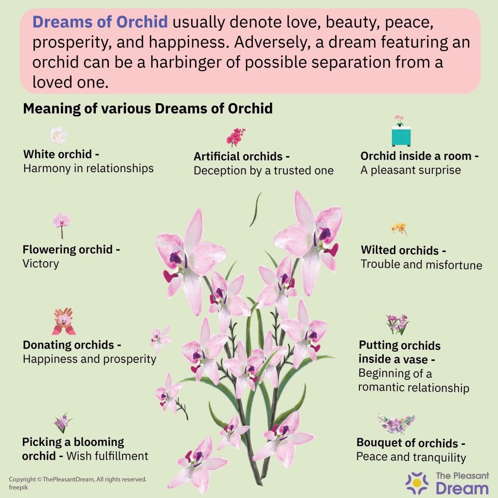 Orchid Dream Meaning - 67 Types With Meanings