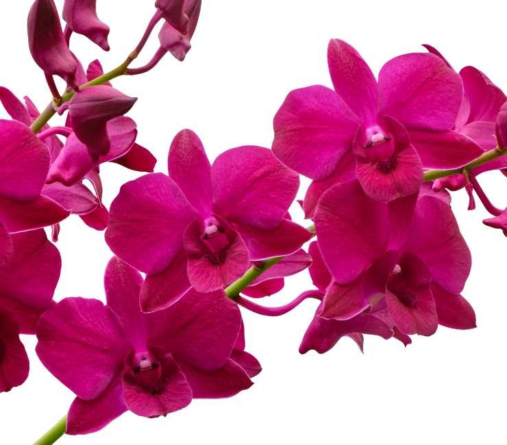 Orchid Dream Meaning 67 Types With Meanings