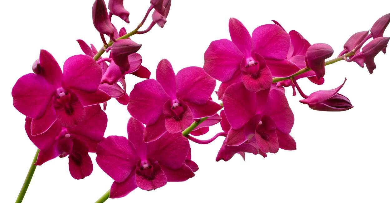 Orchid Dream Meaning 67 Types With Meanings