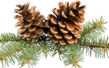 Pine Cone Dream Meaning – You Are A Great Decision-maker