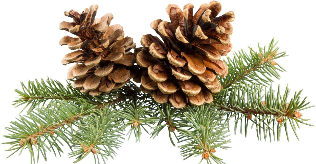 Pine Cone Dream Meaning – You Are A Great Decision-maker