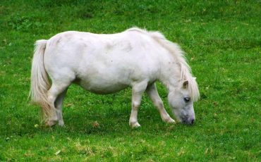 Pony Dream Meaning – A Ray Of Hope In Dark Times