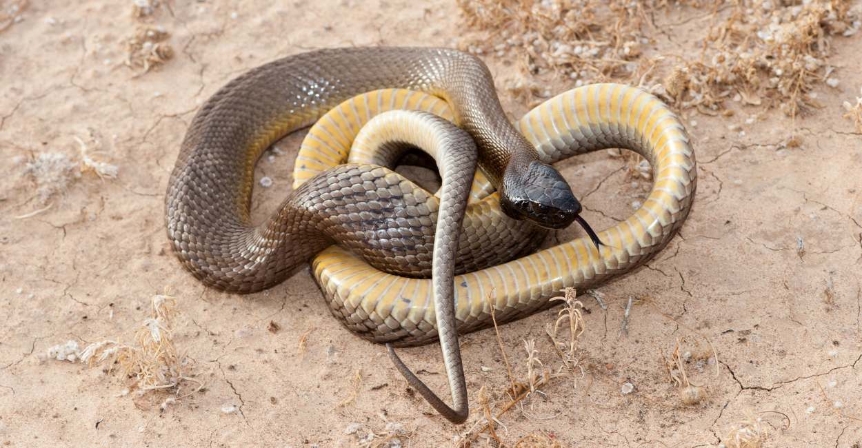 Snake Chasing Dreams - 20 Types & Their Meanings