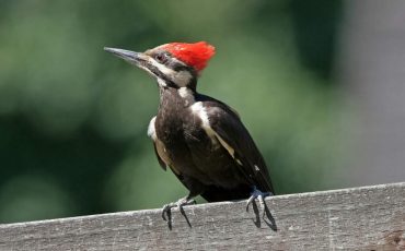 Woodpecker Dream Meaning – Taking Wise Decisions Is The Need of the Hour