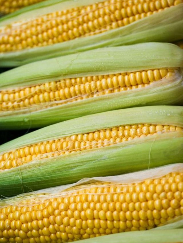 what-does-it-mean-to-dream-about-corn-thepleasantdream