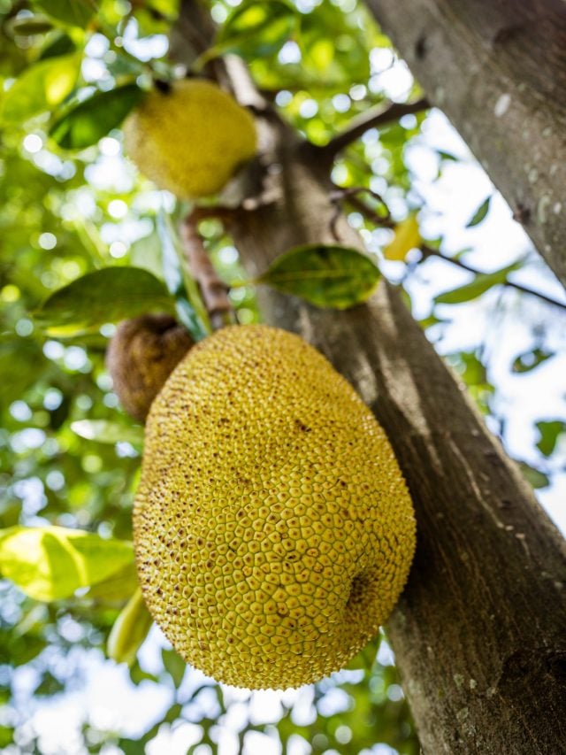 What Does Jackfruit Dream Mean?