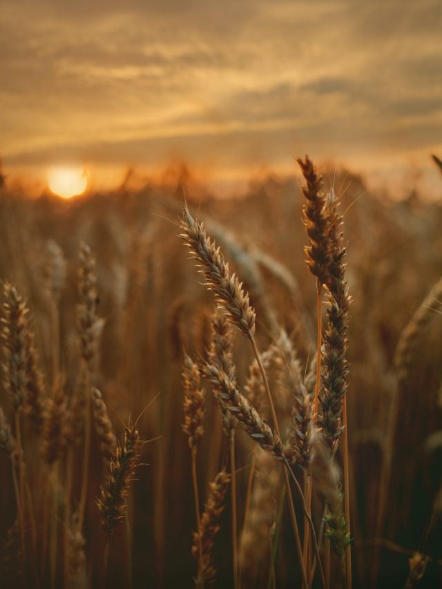 what does dream of wheat mean?