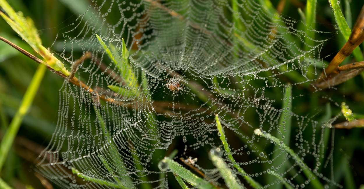 Dream About Cobwebs – Be Cautious of the Trap Ahead