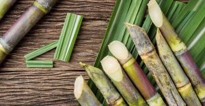 Dream Of Sugarcane: Prosperity Is On Its Way