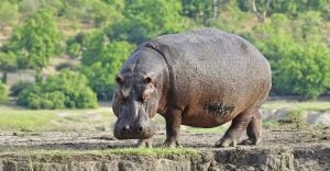Dream about Hippopotamus – 31 Plots with Interpretations