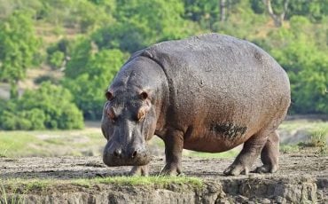 Dream about Hippopotamus – Does It Symbolize Your Wild And Savage ‘Self’?
