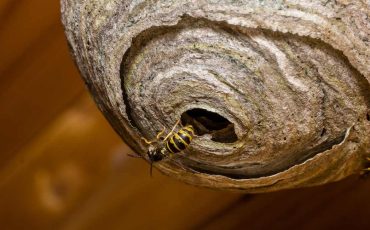 Dream about Wasp’s Nest – You’re Facing a Lot of Hardships!