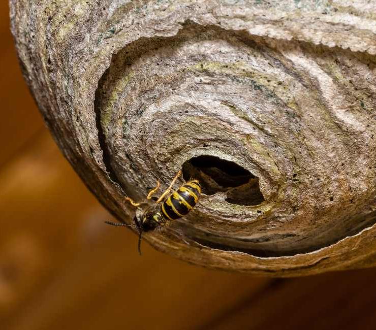 Dream about Wasp’s Nest – 20 Types & Their Meanings