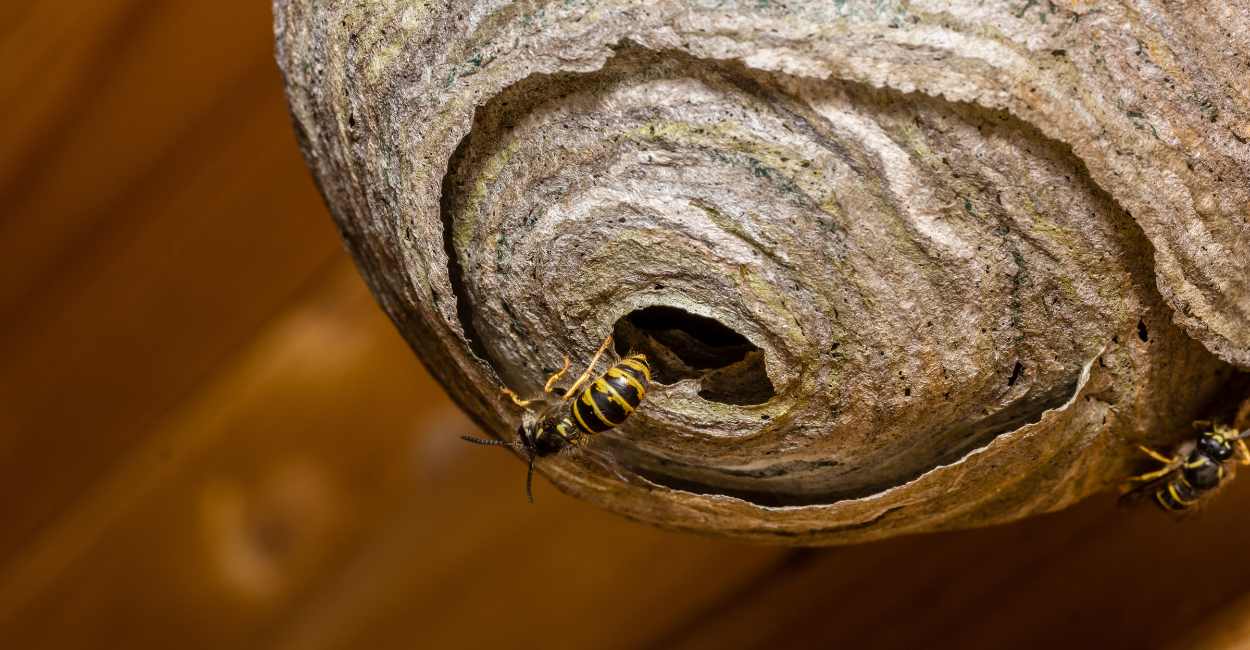 Dream about Wasp’s Nest – You’re Facing a Lot of Hardships!