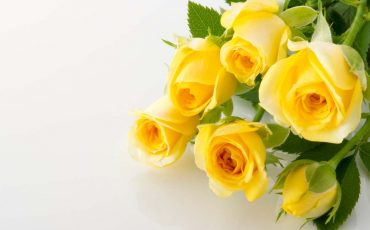 Dream of Yellow Roses – You Wish To Be Free From Shackles Of Life!