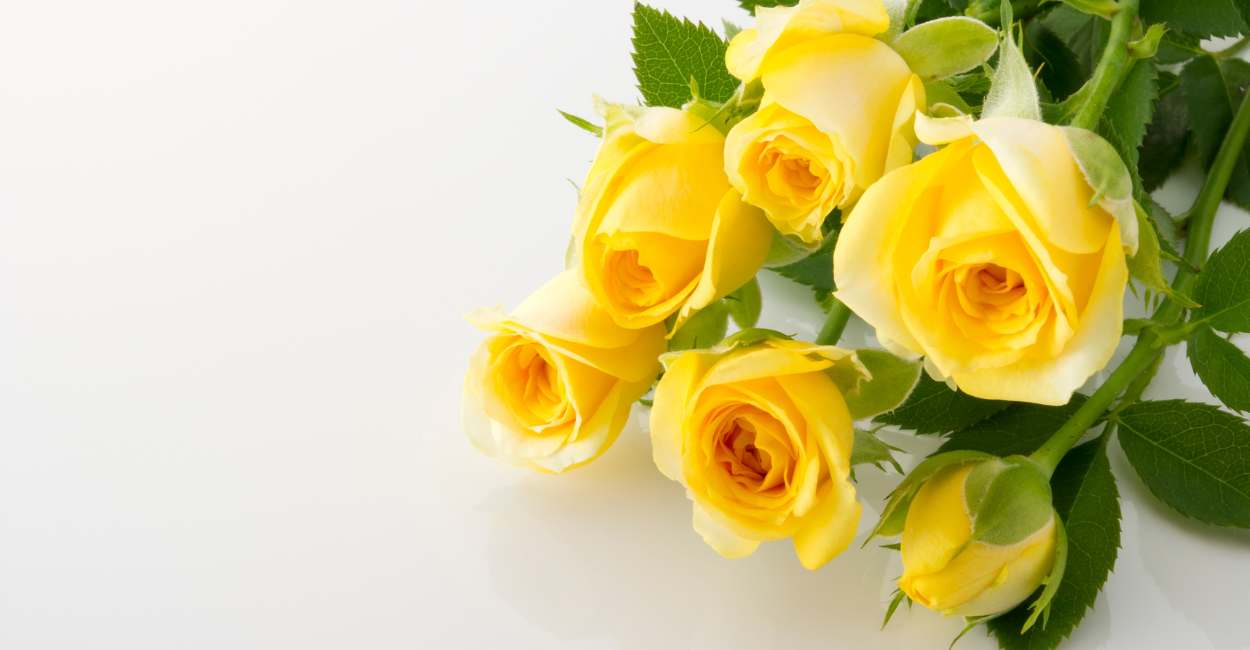 Dream of Yellow Roses – 25 Types & Their Meanings