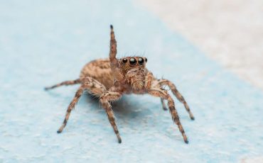 Dreaming of Spider Bite – Beware! Someone May Betray You