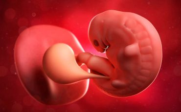 Embryo Dream Meaning – It Suggests Rebirth and Growth in Life