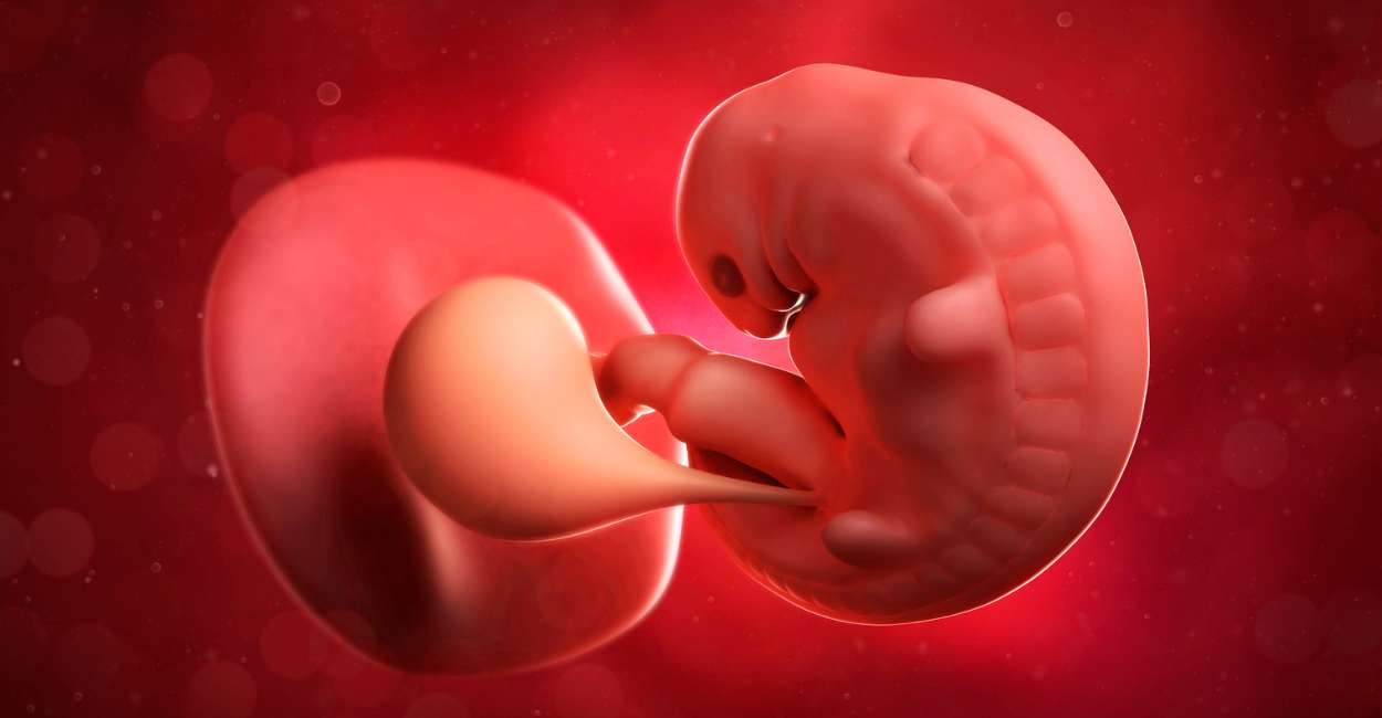 Embryo Dream Meaning – It Suggests Rebirth and Growth in Life