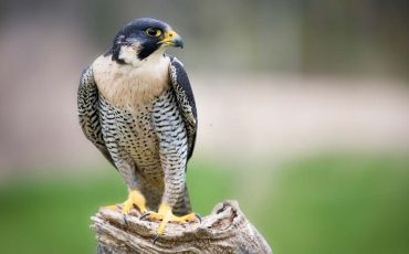Falcon Dream Meaning – Your Self-esteem Is At Stake!