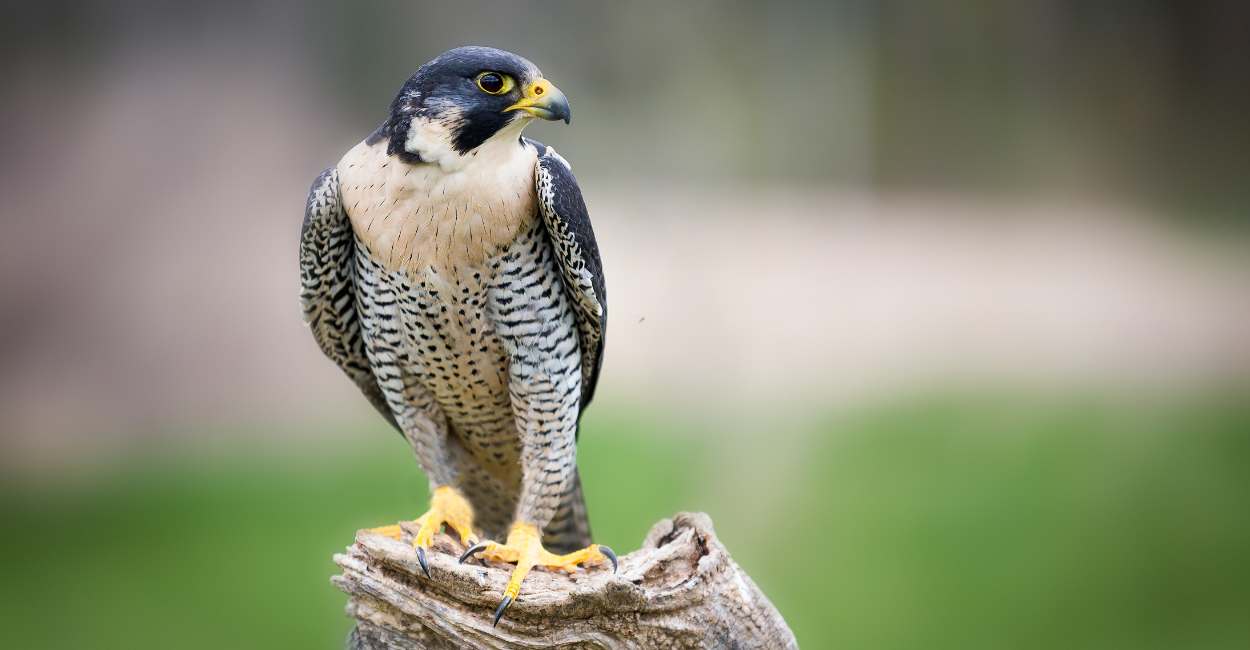 Falcon Dream Meaning – Your Self-esteem Is At Stake!