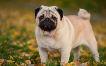Pug Dream Meaning : You Are Holding on to Anger and Hatred