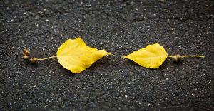 Yellow Leaves Dream Meaning - You Are on The Path of Spiritual Enlightenment