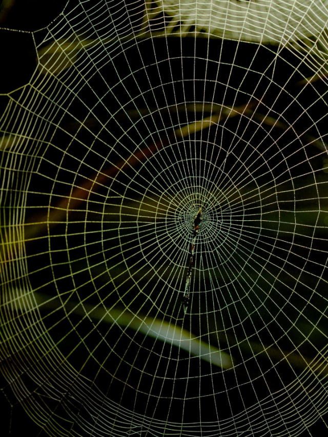 What Does Dream of Spider Web Mean?
