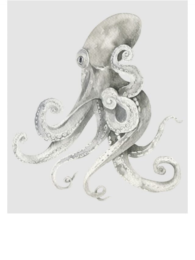What Dreams of Octopus Mean