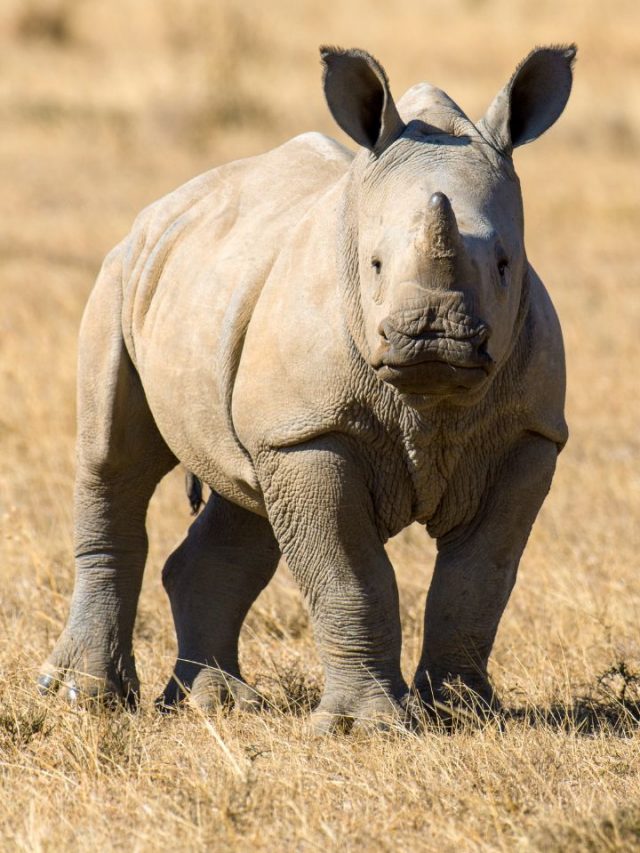 What Does A Rhino Dream Represent
