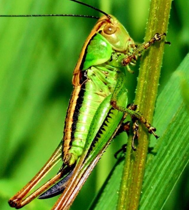 What Does It Mean to Have A Grasshopper Dream