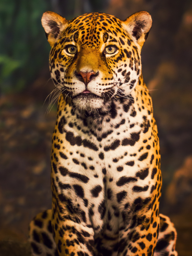 What Does Jaguar Represent in Dreams